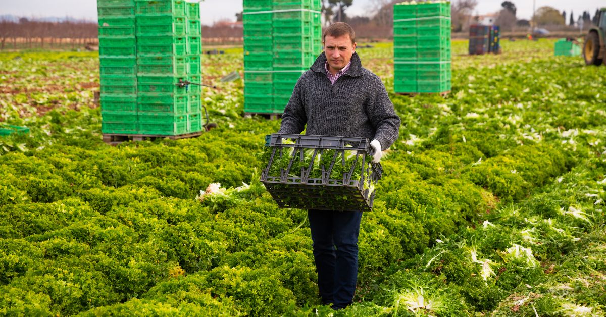 Vegetable Farm Workers Jobs in Canada